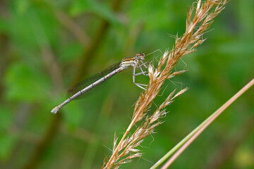 Blaue Federlibelle, Gemeine Federlibelle // White-legged damselfly, blue featherleg (Platycnemis...