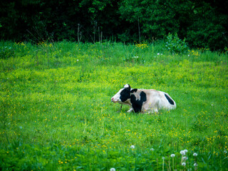Young cow lying on the green meadow . Domestic animal on the pasture. general plan