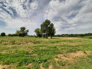 Tree nature landscape grass and sky village view 