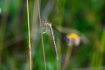 Blaue Federlibelle, Gemeine Federlibelle // White-legged damselfly, blue featherleg (Platycnemis...