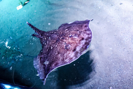 Ein Rochen schwimmt in einem Aquarium. Er steckt neugierig die Nase aus dem Wasser in die Luft. Rochen Jochen bereit f&uuml;r Streicheleinheit durch Besucher.