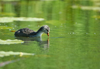 Old coot chick (Fulica atra)