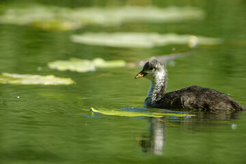 Old coot chick (Fulica atra)