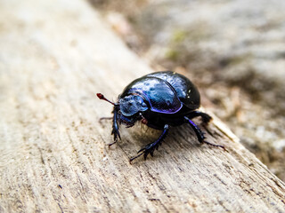 Bläulich lila-schwarzer Waldmistkäfer auf einem grauen Holzbrett. Full body Käferportrait. Shiny...
