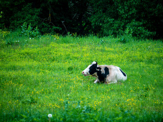 Young cow lying on the green meadow . Domestic animal on the pasture. general plan
