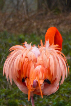 Leuchtend orange pinker Flamingo Popo von Hinten. Pinkes aufgeplustertes Federkleid. Der R&uuml;cken eines Vogels. Beeindruckendes Flamingo Hinterteil. Roter Arsch im Zoo. Roter Hintern .