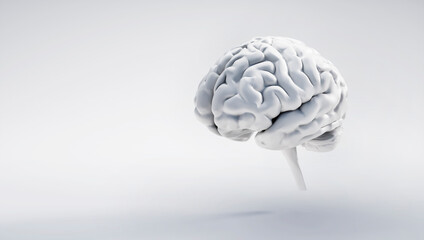 Isolated brain on white background with copy space 