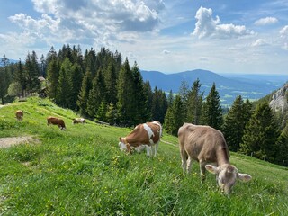 ヨーロッパアルプス高原、山あいの牛の放牧、牧歌的風景