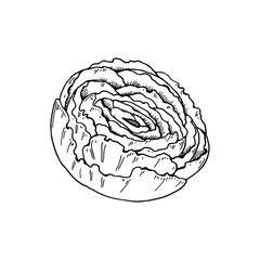 Hand drawn peony flower isolated on white background. Vector illustration in sketch style
