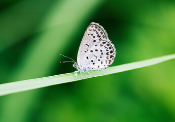 水滴を抱えているように見えるヤマトシジミ1
