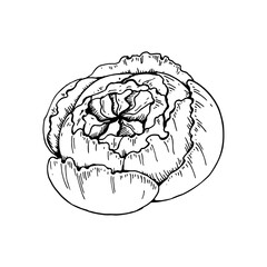 Hand drawn peony flower isolated on white background. Vector illustration in sketch style