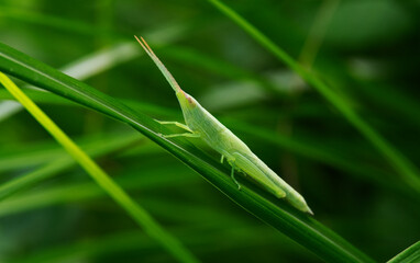 ススキの葉の上に伏せるショウリョウバッタモドキの終齢幼虫1