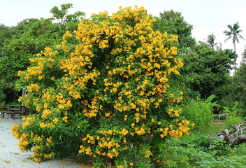 Fototapeta premium Amazing Flowering Tree of Trumpetbush on the Roadside in Thailand