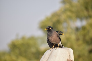 INDIAN MAYNA