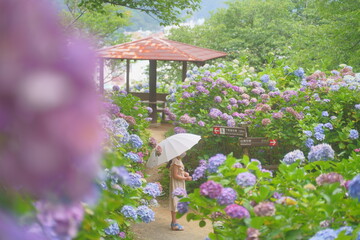家族と下田のあじさい祭り
