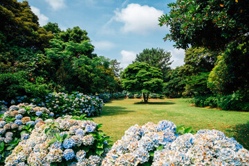 Honinji Pond hydrangea flower garden in Jeju Island, Korea