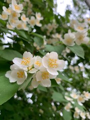 Fresh blooming jasmine on the green branches
