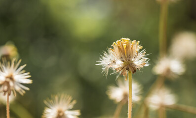 dandelion in the grass
