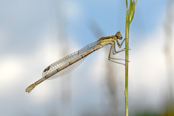 White-legged damselfly, blue featherleg // Blaue Federlibelle, Gemeine Federlibelle (Platycnemis...