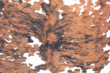 the texture of white and brown cowhide  - obrazy, fototapety, plakaty