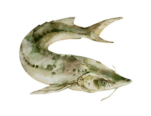 Sterlet. Sturgeon. Watercolor illustration on a white background. 