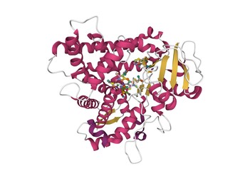 Structure of human cytochrome P450 CYP2C9 with heme and warfarin bound, 3D cartoon model with the differently colored secondary structure elements, white background