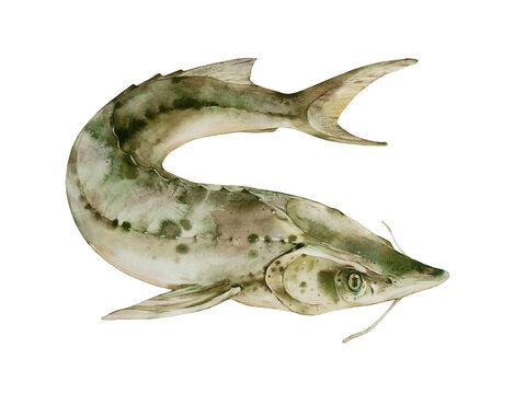 Sterlet. Sturgeon. Watercolor illustration on a white background. 