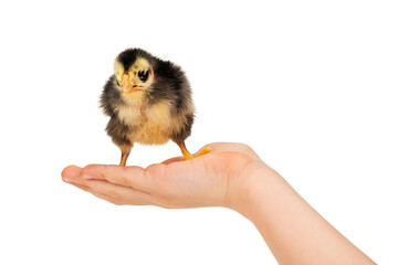 chick on a child hand