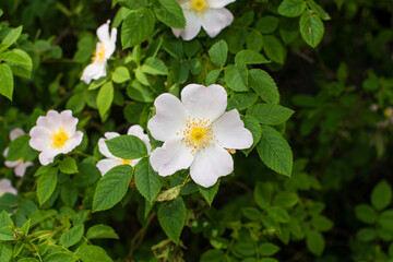 Obraz na płótnie Canvas rosehip white flowers in the garden