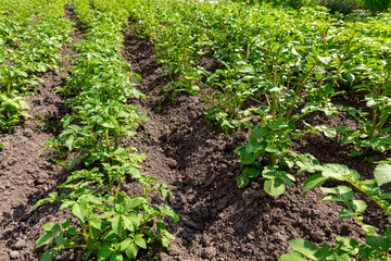 Young potato bushes in a spuded field