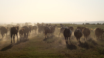 A herd of cows walks into the sunset, dusty road, streaks of light. Livestock raising.