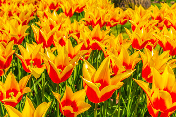 Many colorful tulips daffodils in Keukenhof park Lisse Holland Netherlands.