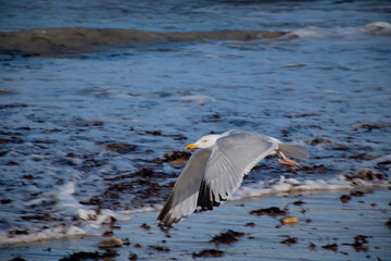 mouette 305