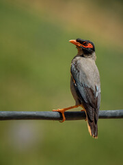 The Bank Myna (Acridotheres Ginginianus) is perching on black wire.