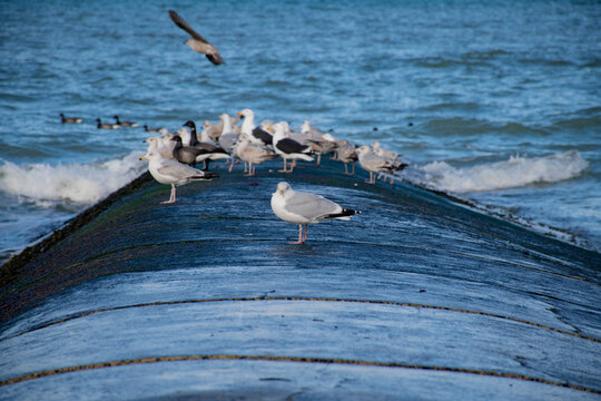 mouette 315