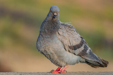 Indian Pigeon OR Rock Dove - The rock dove, rock pigeon, or common pigeon is a member of the bird...