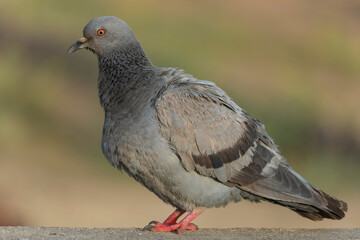 Indian Pigeon OR Rock Dove - The rock dove, rock pigeon, or common pigeon is a member of the bird family Columbidae. In common usage, this bird is often simply referred to as the 