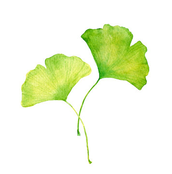 Ginkgo leaves. Water color hand painted illustration