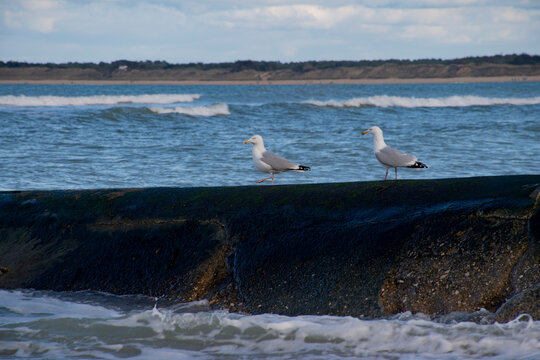 mouette 318