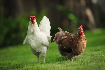 Chicken.