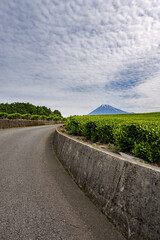 Fototapeta premium Mt. Fuji over the fresh green tea plantations with road in early summer 