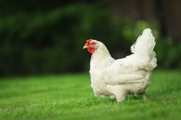 Chicken.