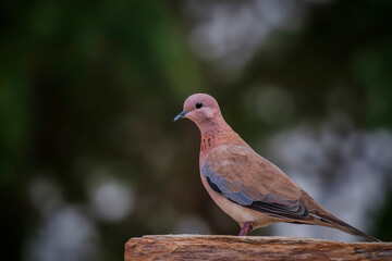 Laughing Dove (Stretopelia senegalensis) perched on stone piece.