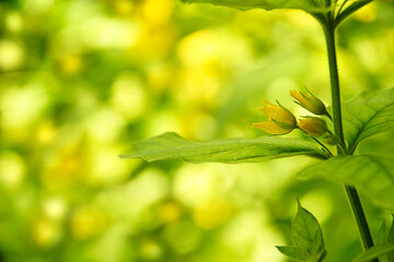 Gefleckter Goldfelberich