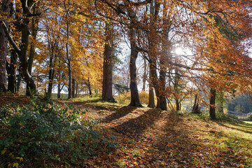Fototapete bei efototapeten.de bestellen   