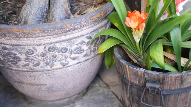Natal bush kafir lily flower, California, USA. Clivia miniata orange flamboyant exotic fiery vibrant botanical bloom. Home garden design, vivid flora in wooden pot. Tropical houseplant floriculture.