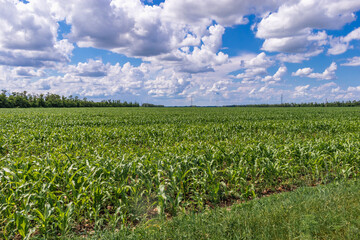Fototapeta na wymiar Summer landscape. View of a field with young shoots of green corn on a sunny day. A field with young green corn on the background of a blue sky with white cumulus clouds.