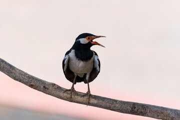 Asian Pied Starling (Gracupica contra) perched on tree branch. Jaipur, Rajasthan, India.