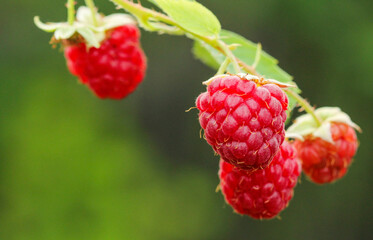 Red raspberries