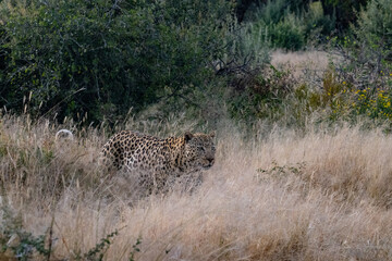 Leopard Africa